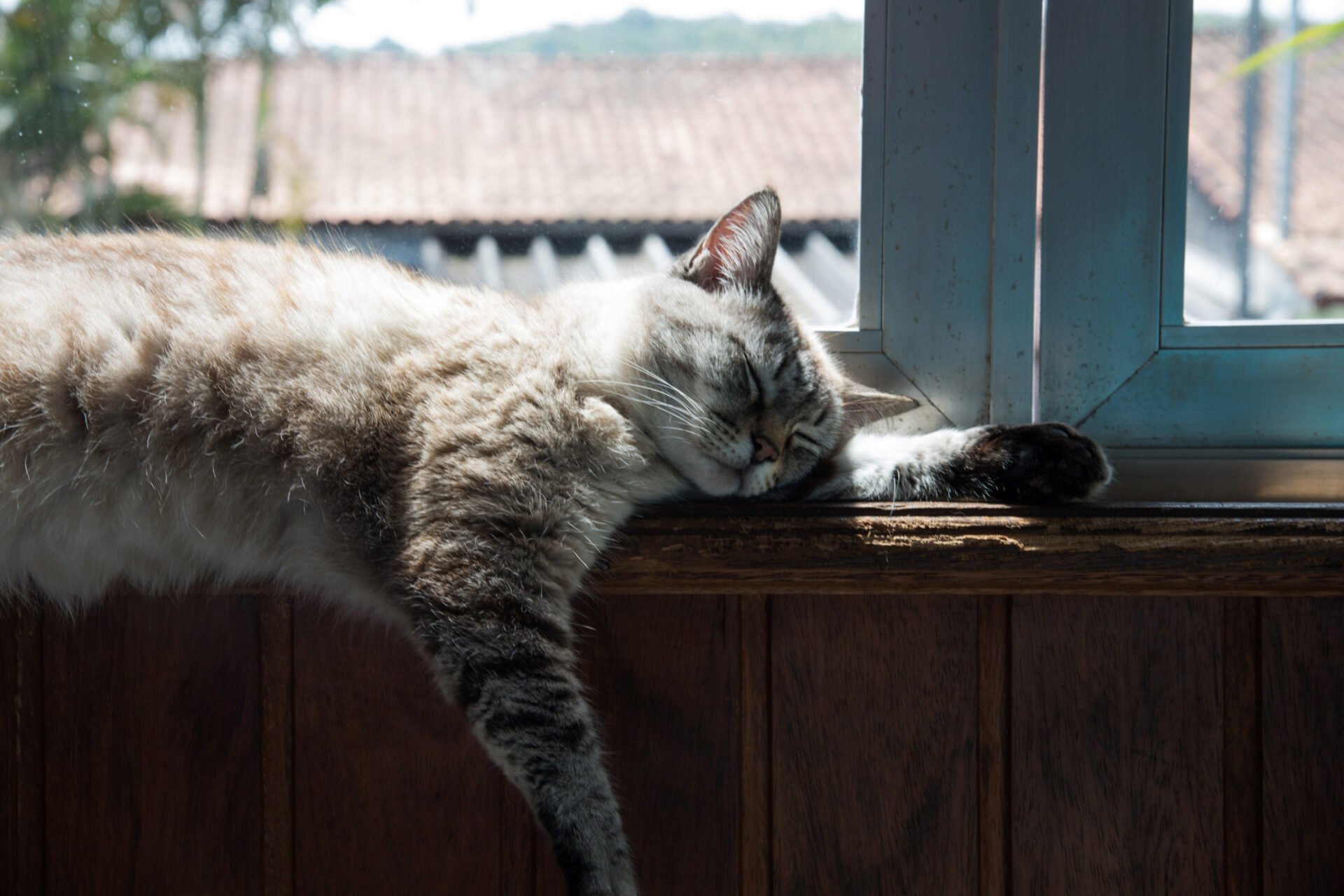 Katze schläft am Fensterbrett