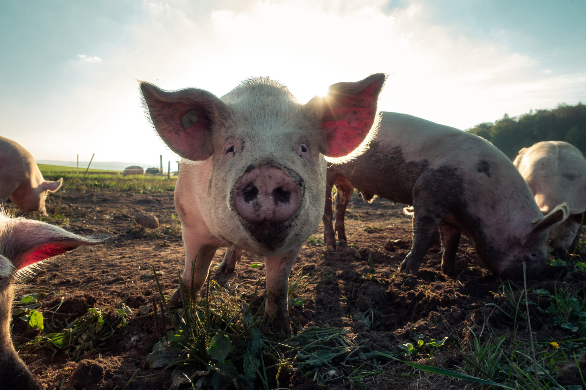 Schweine auf der Weide