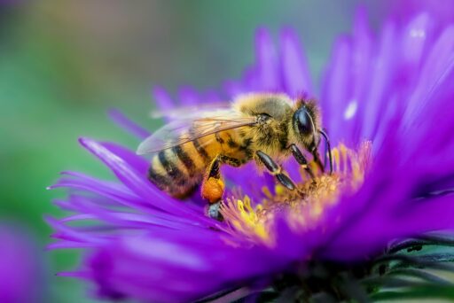 Biene sitzt in lila Blüte