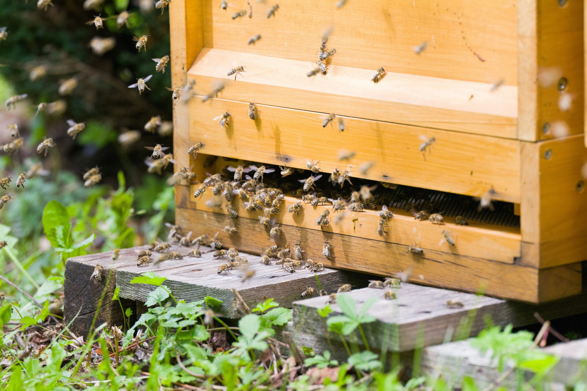 Viele Bienen fliegen am Eingang eines Bienenstocks