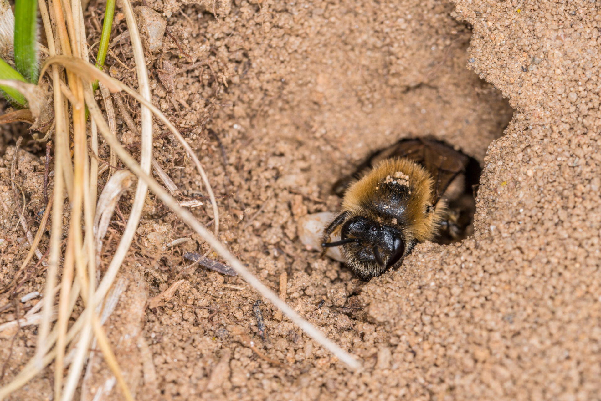 Wildbiene in einem Erdloch